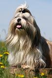 SHIH TZU 294